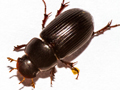 Acrossus rufipes